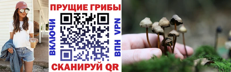 Псилоцибиновые грибы GOLDEN TEACHER  продажа наркотиков  Челябинск 